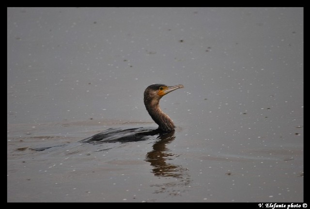 Cormorani al Lago Patria